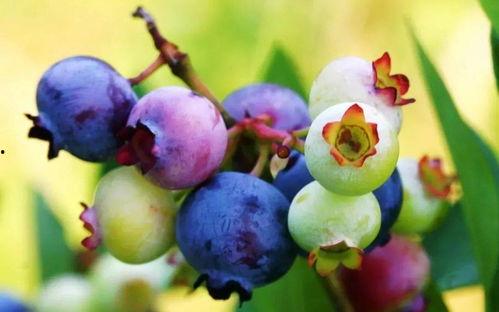 蓝莓被爆料视频大全,揭秘神秘事件背后的真相